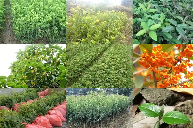 桂花树是植物吗?1682818829877