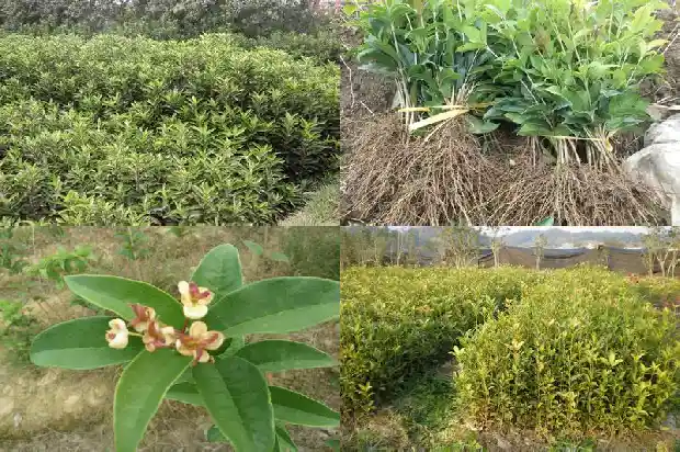 桂花树是植物吗?1682818829925