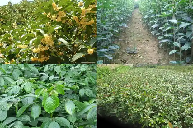 桂花树是植物吗?1682818829973