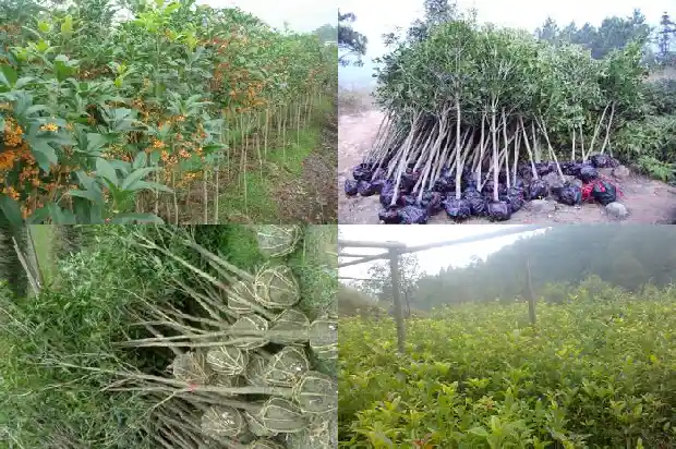 桂花树下种什么品种好养1682818837795