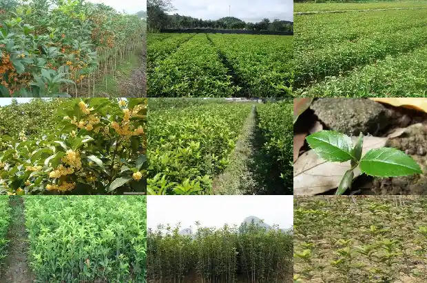桂花树品种哪种好养护1682818845380