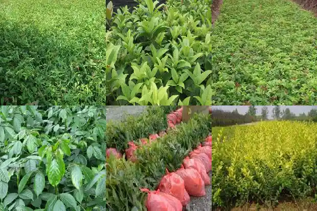 什么品种桂花树好看1682818853208