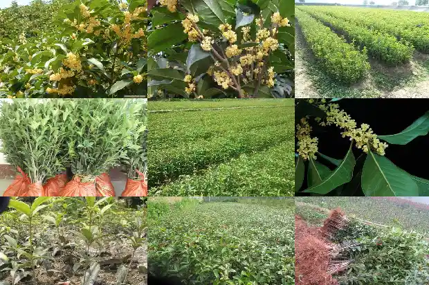 什么品种桂花树好养活1682818862960