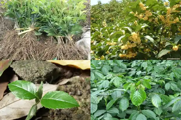 什么品种桂花树好养活1682818863008