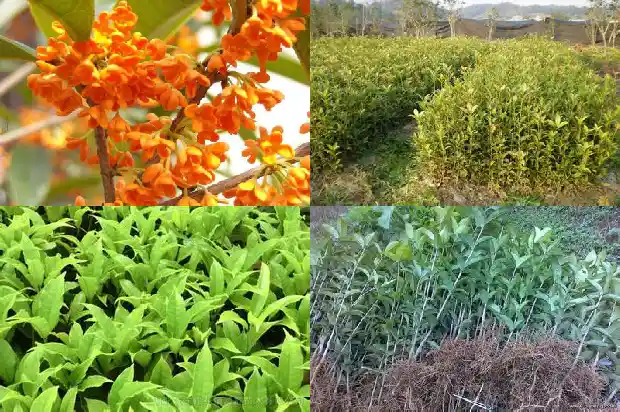 桂花茶的功效有哪些呢1689381061518