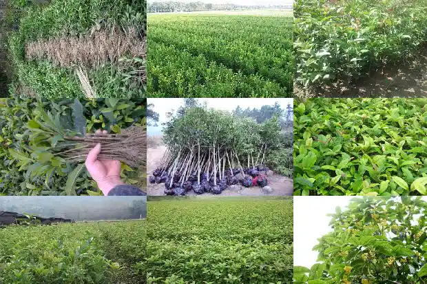 哪个品种桂花树最好看1682818874779
