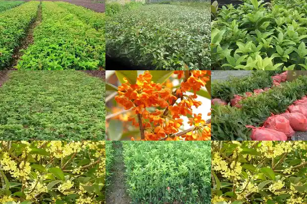 哪个品种的桂花树最好1682818884658