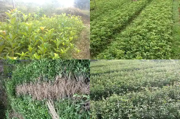 出售桂花树价格表大全最新消息新闻1682818906506