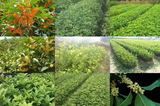 出售桂花树价格表大全最新消息新闻1682818906649