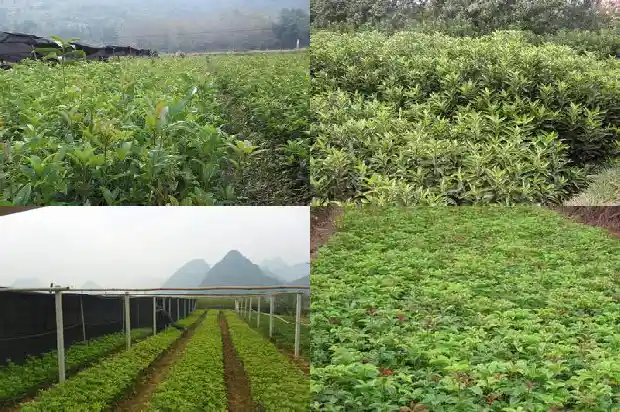 家里后院种桂花树好吗风水好吗1682818916735
