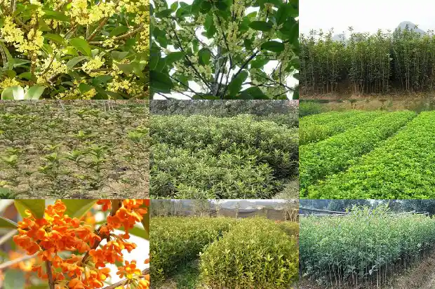 家里后院种桂花树好吗风水好吗1682818916830