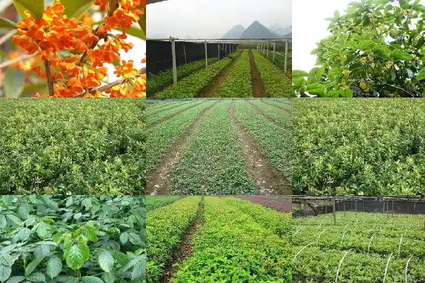 后院栽桂花树好不好1682818928526