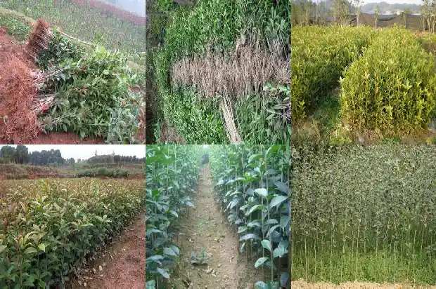 后院栽桂花树好不好1682818928574