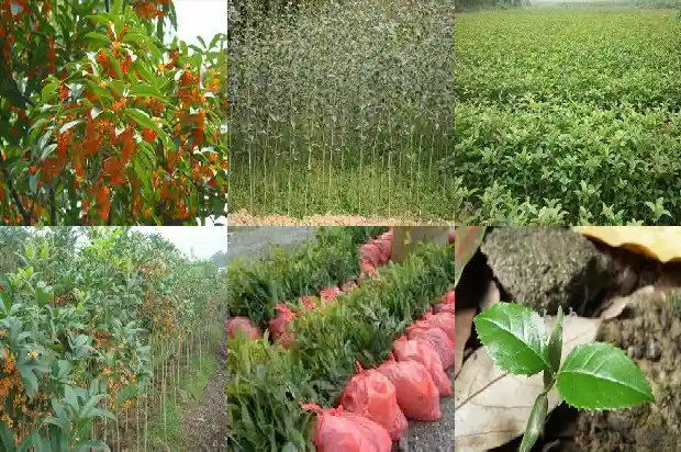 桂花树应该种在哪里1690763342304