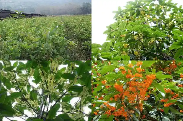 后院栽桂花树好不好1682818928669