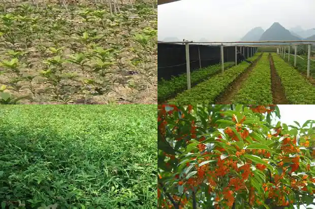 家后面种桂花树好吗1682818953084