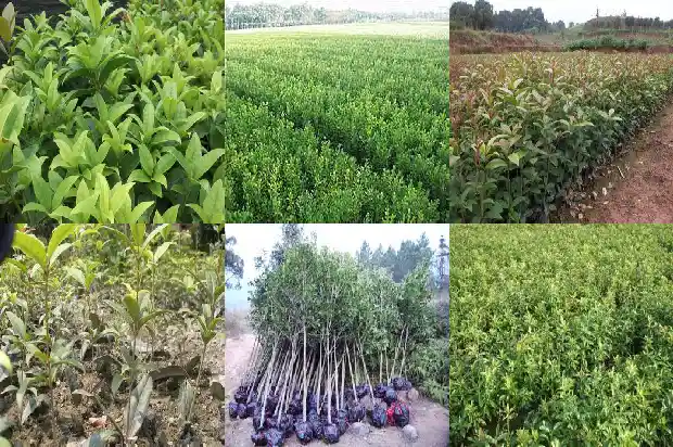 家后面种桂花树好吗1682818953132