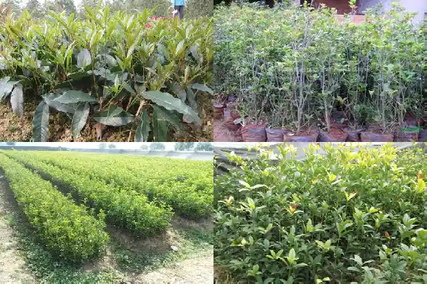 家后面种桂花树好吗1682818953228