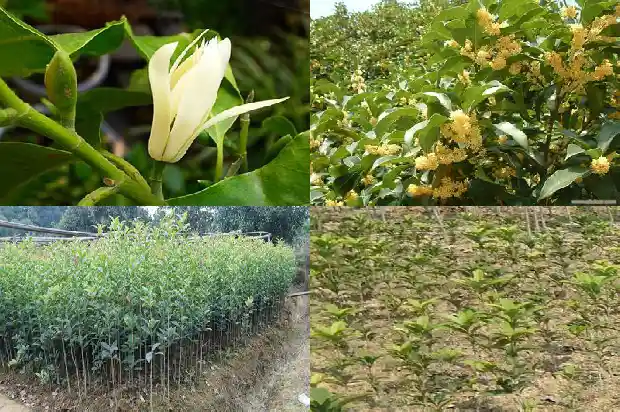 院子里种桂花树风水好吗1682818963210