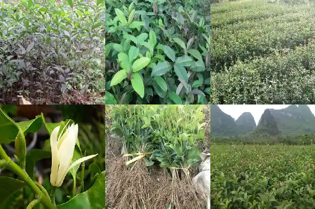 院子里种桂花树风水好吗1682818963306