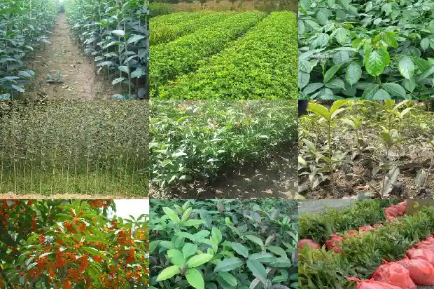 院子种桂花树好不好风水1682818974807
