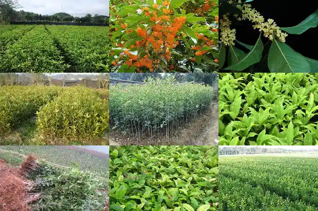 院子种桂花树好不好风水1682818974902