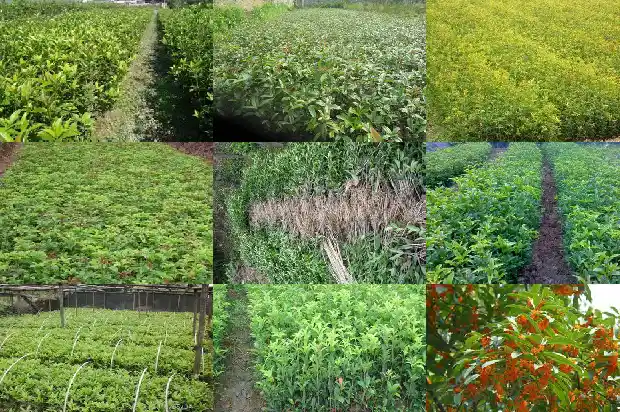 院子种桂花树缺少阳光怎么办1682818984560