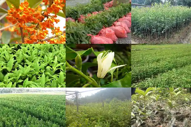 院子种桂花树缺少阳光怎么办1682818984607
