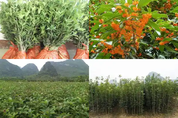 院子种桂花树缺少阳光怎么办1682818984655