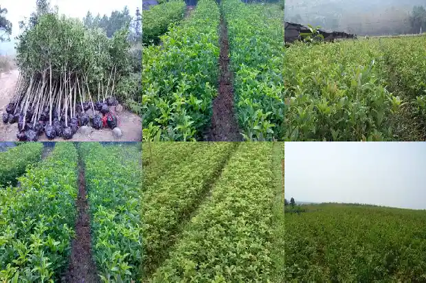 天香台阁桂花开花1690850046821