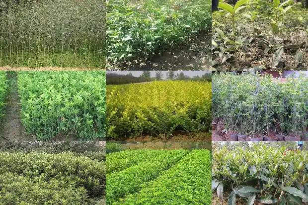 院子里栽几颗桂花树好?1682819008434
