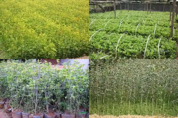 院子里栽几颗桂花树好?1682819008530