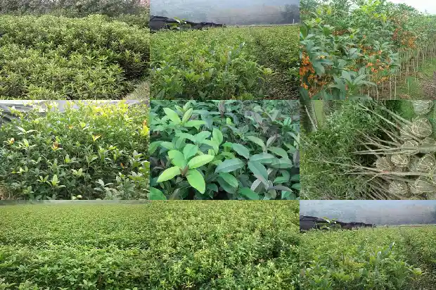 桂花树种屋前还是屋后1682819018177