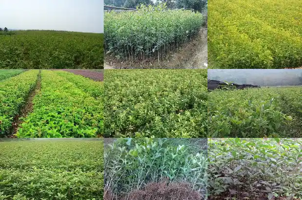 桂花树种屋前还是屋后1682819018225