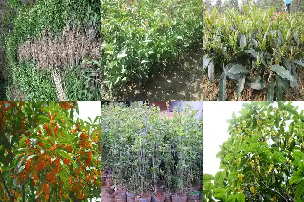 桂花树种屋前还是屋后1682819018272