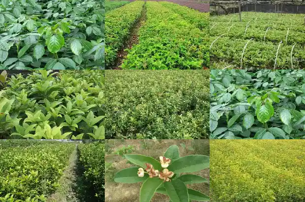 桂花树种在后院好不好1682819050270