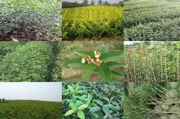 长沙10公分桂花树市场价格1689640084504