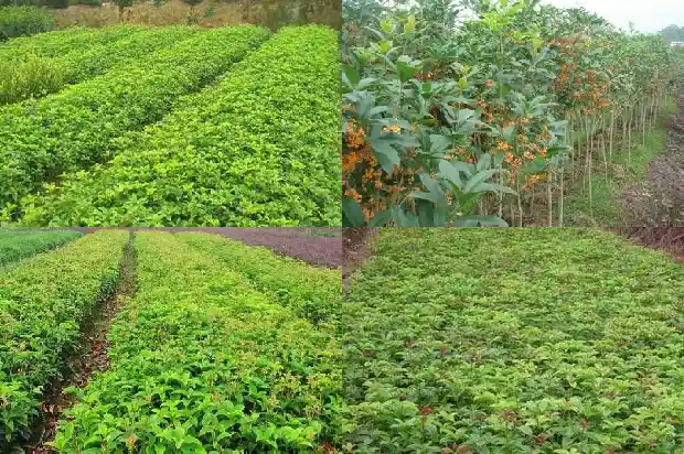 桂花树种在后院好不好1682819050366
