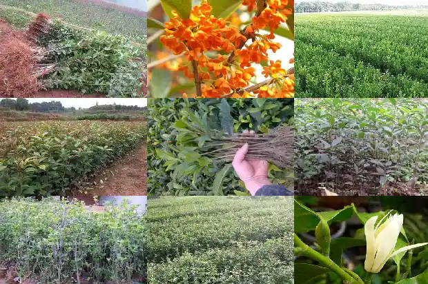 后院能栽桂花树吗1682819057872
