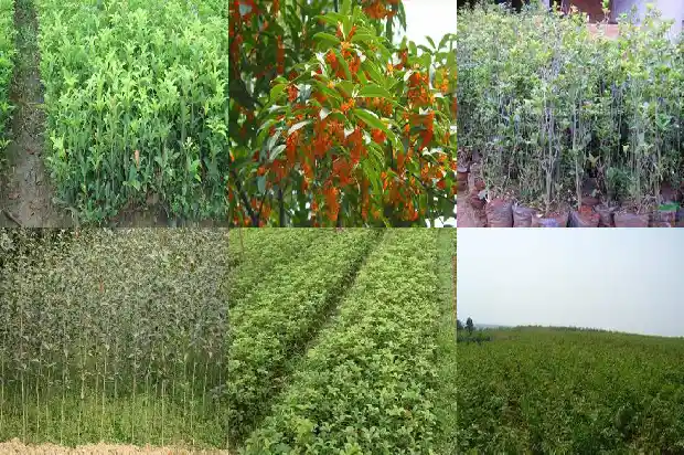 桂花树市场行情如何样1690245720113