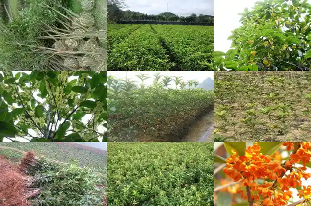 前院种桂花树好吗1682819075632