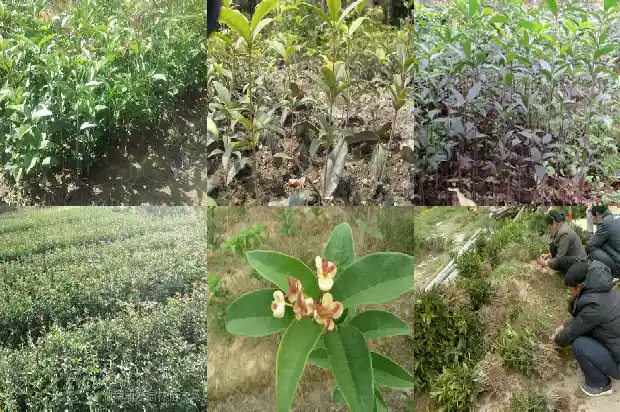 家中后院能栽桂花树吗风水好吗1682819087447