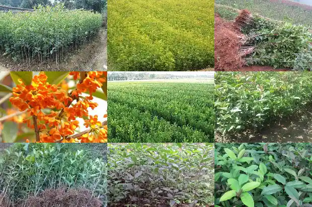 家中后院能栽桂花树吗风水好吗1682819087494