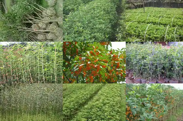 家中后院能栽桂花树吗风水好吗1682819087542