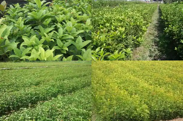 家中庭院可以种桂花树吗1682819099886