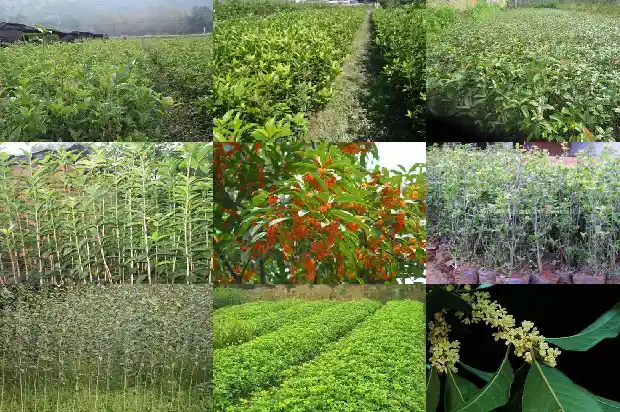 院子内栽桂花树好吗风水好不好1682819107610