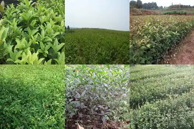 桂花树种在院子好不好呀1682819117372