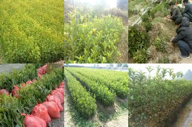 桂花树种在院子好不好呀1682819117468