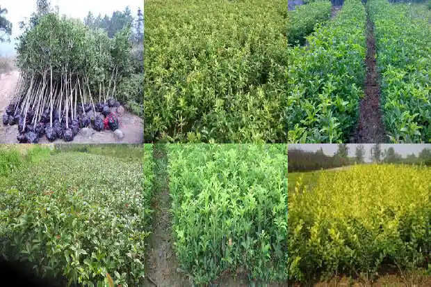 院子里可以种桂花树嘛1682819137034