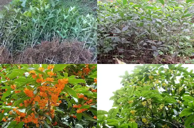 长沙桂花公园有什么好玩的1690504860582